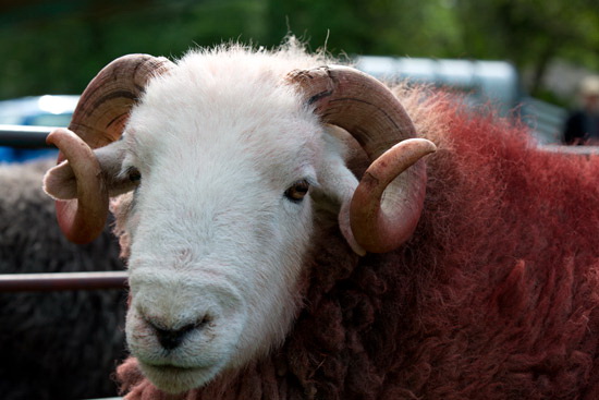 Camerton Valley Herdwick Sheep