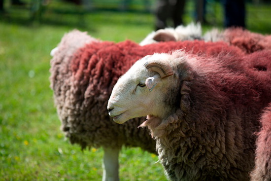 Natland Valley Herdwick - Lakeland Photos - Art Prints Natland Valley Herdwick