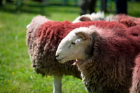 Wetherlam, Herdwick Sheep Art, Herdwick Artwork, Lingmoor Fell, Herdwick Sketch, Herdwick Sheep Oil Painting, Holme St. Cuthbert, Herdwick Art Studio, Herdwick, Herdwick Art, Mixed-Media Herdwick Art, Steel Fell, Newton Reigny, Storth, Tallentire, Causey Pike, Askam in Furness, Lonscale Fell, Herdwick Sheep Sketch, Knock, Old Hutton, Skirwith, Herdwick Sheep Prints, Silver How, Thornthwaite, Egremont, Herdwick Sheep Oil Pastels, High Seat,  Lake District, Cumbria.