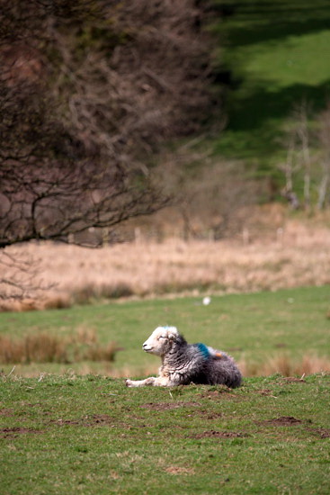 Maryport Farm Lakeland Sheep