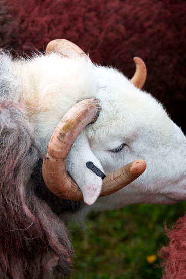 Welton Farm Herdwick
