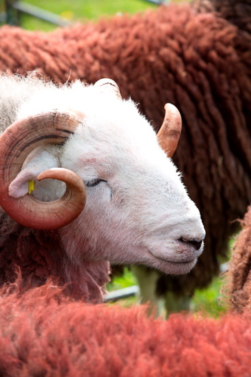 Fleetwith Pike Valley Lakeland Sheep