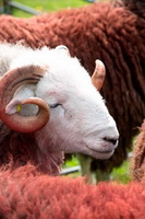 Mixed-Media Herdy Art, Herdy Wall Art, Herdwick Sheep Sketch, Bannerdale Crags, Sour Howes, Rydal, Skelton, Red Pike (Buttermere), Gowbarrow Fell, Lank Rigg, Lakeland Herdy Artworks, Herdwick Sheep, Beetham, Herdwick Sheep Art Studio, Port Carlisle, High Street, High Raise, Herdies, Great Sca Fell, Winton, Hartley, Moresby, Herdwick Wall Art, Great Borne, Lorton (High and Low), Bakestall, Herdy Sheep Artist, Herdy Art, Mungrisdale Common, Herdwick Artwork,  Lake District, Cumbria.