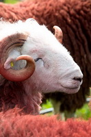 Herdwick Drawings, Herdwick Sheep Acrylic Painting, Egremont, Mixed-Media Herdwick Art, Gosforth, Herdwick Artwork, Herdwick Sketch, Barton, Herdwick Sheep Prints, Herdwick Ewe, Blake Fell, Troutbeck Tongue, Selside Pike, Herdwick Sketches, Blawith, Hilton, Middleton, Sergeant Man, Lowthwaite Fell, Herdwick, Hartsop Dodd, Herdwick Art Studio, Rampside, Herdwick Art, Roa Island, Starling Dodd, Herdies,  Lake District, Cumbria.