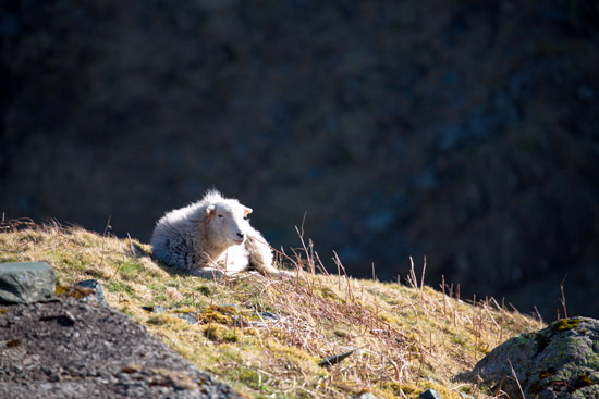 Clough Head Valley Herdwick Sheep