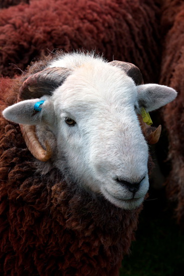 Far Arnside Field Herdwick - Lakeland Photos - Art Prints Far Arnside Field Herdwick