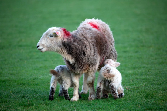 Ormathwaite Farm Lakeland Sheep