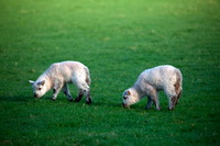 Herdwick, Seatoller, Herdies, Lowther, Kirkby Thore, Hopegill Head, Crosscanonby, Herdwick Sheep Prints, Herdwick Sheep, Herdwick Sheep Sketch, Scotby, Herdwick Sheep Art, Kidsty Pike, Appleby-in-Westmorland, Newton Reigny, Herdy Sketch, Tarn Crag (Easedale), Herdy Sketches, Buckbarrow, Bakestall, Brae Fell, High Spy, Gavel Fell, St. Bees, Lakeland Sheep, Cumdivock, Herdy Ewe, Herdwick Drawings, Knock,  Lake District, Cumbria.