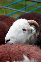 Seathwaite Fell, Herdwick Sheep Sketch, Grike, Herdwick, Skiddaw, Herdwick Sheep, Mixed-Media Herdy Art, Millbeck (Keswick), Satterthwaite, Welton, Raise, Herdwick Sheep Prints, Whinlatter, Grinsdale, Haystacks, Calthwaite, Herdwick Drawings, Brampton (Carlisle), Herdwick Sheep Art, Seatoller, Ill Bell, High Tove, Herdy Ewe, Houghton, Herdy Art, Blake Fell,  Lake District, Cumbria.