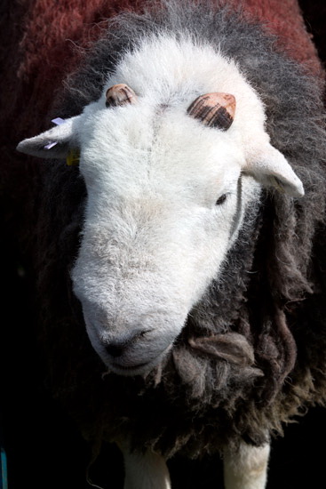 Wandope Field Herdwick - Lakeland Photos - Art Prints Wandope Field Herdwick
