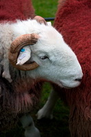 Herdwick, Great Cockup, Hen Comb, High Seat, Sale Fell, Storth, Egremont, Thunacar Knott, Mixed-Media Herdy Art, Herdy Sketches, Herdy Ewe, Kentmere Pike, Hethersgill, Clough Head, Hartley, Rossett Pike, Great Broughton, Herdwick Sheep Prints, Herdwick Sheep Sketch, Herdwick Sheep Oil Painting, Herdies, Beckermet, Thornthwaite,  Lake District, Cumbria.