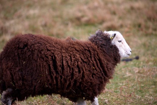 Lazonby Valley Lake district Sheep
