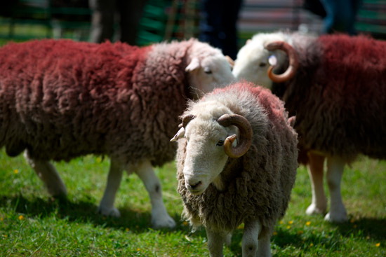 Steel Knotts Herdwick Sheep