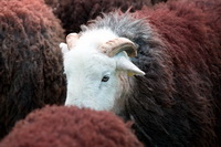 Robinson, Boustead Hill, Beetham, Milburn, Herdwick Sheep Prints, Caw Fell, Herdwick Sheep Acrylic Painting, Patterdale, Herdwick Sheep Oil Painting, Herdwick, Saint Sunday Crag, Herdwick Sheep Art, Gray Crag, Dufton, Flookburgh, Mixed-Media Herdwick Art, Cold Pike, Pike of Stickle, Herdwick Artwork, Herdwick Sheep Oil Painting, Briery, Firbank Fell, Brim Fell,  Lake District, Cumbria.