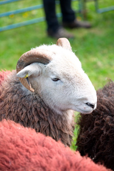 Bolton Herdwick Sheep - Lakeland Photos - Art Prints Bolton Herdwick Sheep