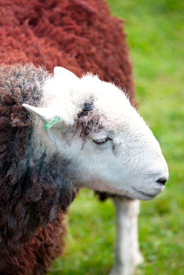 Clifton Lake district Sheep
