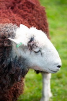 Crooklands, Watch Hill, Robinson, Vickerstown, Herdwick Sheep Oil Painting, Saint Sunday Crag, Milnthorpe, Herdwick Sheep Sketch, Kirkcambeck, Lakeland Sheep, Herdwick Sheep Oil Pastels, Farlam, Askham, Maryport, Herdwick Drawings, Bowness-on-Windermere, Illgill Head, Dove Crag, Pike of Blisco, Carrock Fell, Herdwick Sheep, Lowthwaite Fell, Haverigg, Shipman Knotts, Herdies, Natland, Herdwick Sketch,  Lake District, Cumbria.