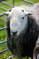 Lakeland Sheep, Herdy Wall Art, Lingmell, Elterwater, Catterlen, Little Asby, Urswick Great and Little, Herdwick Wall Art, Gibson Knott, Herdy Sketches, Troutbeck (Penrith), Lakeland Herdy Artworks, Herdwick Sheep Acrylic Paintings, Hallin Fell, Waberthwaite, Kirk Fell, Herdwick Drawings, Brock Crags, Maulds Meaburn, Red Pike (Wasdale), Mixed-Media Herdy Art, Steeple, Briery, Haycock,  Lake District, Cumbria.