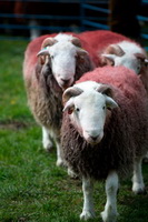 Herdwick Wall Art, Old Town, Loadpot Hill, Selside Pike, Cumwhinton, Lakeland Sheep, Barf, Great Carrs, Herdwick Drawings, Lazonby, Swarthmoor, Herdwick Sheep Art, Finsthwaite, Soulby (Kirkby Stephen), Herdy Ewe, Herdy Sketch, Middle Dodd, Cockermouth, Steel Fell, Clifton, Mixed-Media Herdy Art, Herdy Sheep Artist, Pennington, Froswick, Herdwick Sheep, Lingmell, Herdy Art, Herdwick Sheep Sketch, Hesket Newmarket, Herdwick Sheep Art Studio,  Lake District, Cumbria.