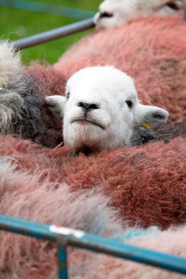 Skiddaw Valley Herdwick