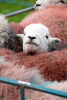 Herdwick Sheep Art, Barrows Green, Watendlath, Herdwick Sheep Art Studio, Whitfell, Barf, High Raise, Isle of Walney, Herdwick Sheep Sketch, Briery, Bouth, Culgaith, Hartsop above How, Herdwick, Herdwick Sheep Prints, Anthorn, Brown Pike, Kirkhouse, Hart Crag, Herdy Ewe, Herdwick Sheep Oil Painting, Herdwick, Bootle, Glaramara, Matterdale End, Staveley (Kendal), Gray Crag, Steeple, Brampton (Carlisle),  Lake District, Cumbria.