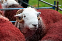 Herdwick Photo