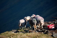 Raughton Head, Swinside, Herdwick Sheep Prints, Middle Fell, Pavey Ark, Elterwater, Clifton, Dow Crag, Cartmel, Herdwick Sheep, Kentmere, Renwick, Barf, Herdwick Sketch, Herdwick Sheep Oil Painting, High Tove, Lakeland Sheep, Herdwick Sheep Art, Gleaston, Herdwick Sketches, Herdwick Sheep Acrylic Painting, Herdwick Artwork, Herdies, Mixed-Media Herdwick Art, Causey Pike, Biggar, Red Pike (Wasdale), Graystones, Lingmell, Scafell Pike, Bannerdale Crags,  Lake District, Cumbria.