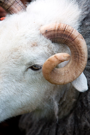 Braithwaite Farm Lake district Sheep