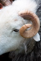 Skelwith Bridge, Herdwick Sheep, Lakeland Sheep, Herdwick Art Studio, Place Fell, Herdwick Sheep Oil Pastels, Herdwick Art, Seathwaite (Duddon Valley), Bakestall, Gibson Knott, Herdwick, Orton, Finsthwaite, Mixed-Media Herdwick Art, Herdwick Sketches, Sallows, Bolton, Great Crosthwaite, Herdies, Rest Dodd, Herdwick Sheep Art, Kirkby Lonsdale, Westward, Steeple, Hart Side,  Lake District, Cumbria.