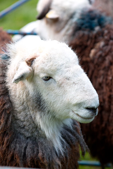 Broughton in Furness Lake district Sheep - Lakeland Photos - Art Prints Broughton in Furness Lake district Sheep