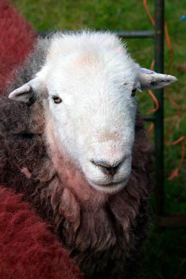 Vickerstown Herdwick Sheep - Lakeland Photos - Art Prints Vickerstown Herdwick Sheep