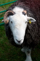 Herdy, Herdwick Sheep, High Newton, Herdwick Sheep Art, Grange-Over-Sands, Dendron, Lamplugh, Birks, Garsdale, Wiggonby, Herdwick Sheep Oil Painting, Ennerdale Bridge, Cumwhinton, Boustead Hill, Skiddaw, Herdies, Herdwick Sheep Acrylic Paintings, Robinson, Ullock Pike, Herdwick Drawings, Nenthead, Rampsgill Head, Herdy Ewe, Red Pike (Wasdale), Mixed-Media Herdy Art, Kirkland (Penrith), Herdy Art, Whinlatter, Causey Pike, Herdwick Wall Art,  Lake District, Cumbria.