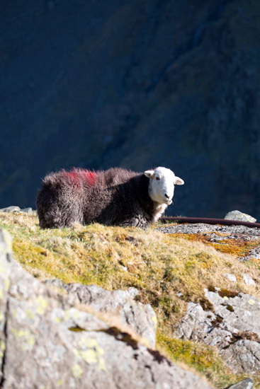 Beaumont Farm Herdwick Sheep - Lakeland Photos - Art Prints Beaumont Farm Herdwick Sheep