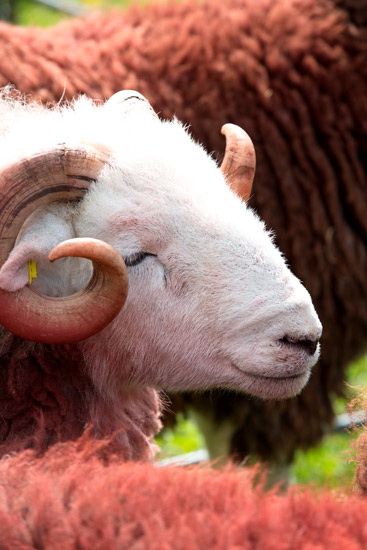 Winton Herdwick Sheep - Lakeland Photos - Art Prints Winton Herdwick Sheep