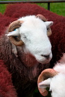 Ill Bell, Herdwick Sheep Art Studio, Bowness-on-Windermere, Parton, Great Sca Fell, Herdy Wall Art, Herdwick Sheep Oil Painting, Banks, Herdwick Sheep Oil Pastels, Haverthwaite, Beda Fell, Aglionby, Knott, Dendron, Culgaith, Hard Knott, Talkin, Lakeland Herdy Artworks, Little Mell Fell, Herdwick Sheep Oil Painting, Cumdivock, Herdwick Sheep Acrylic Paintings, Yoke, Herdy Sketch, Herdwick Sheep, Scafell Pike, Hoff, Herdwick Wall Art, Askham, Briery, Herdwick Sheep Prints, Barf, Long Side,  Lake District, Cumbria.