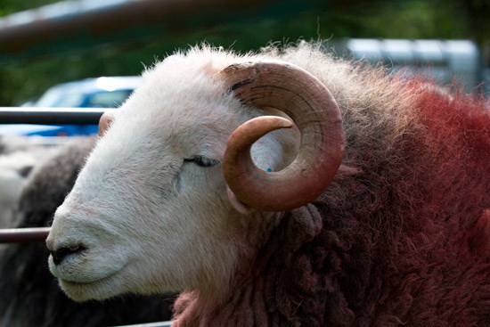 Pike of Stickle Field Lakeland Sheep