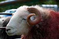 High Hartsop Dodd, Herdwick, Dacre, Raven Crag, Shipman Knotts, Herdwick Sheep Prints, Herdwick Sheep Oil Pastels, Hard Knott, Gamblesby, Knott, Casterton, Grasmoor, Troutbeck Tongue, Herdwick Sheep Sketch, Herdwick Sheep Acrylic Paintings, Levens, Alston, Herdwick, Bromfield, Herdy Wall Art, Herdwick Sheep Art Studio, Watendlath, Storth, Herdy Sketch, Buckbarrow, Little Asby, Coniston Old Man, Herdwick Sheep Oil Painting, Red Pike (Buttermere), Lakeland Sheep, Lakeland Herdy Artworks, Edenhall, Burnbanks,  Lake District, Cumbria.