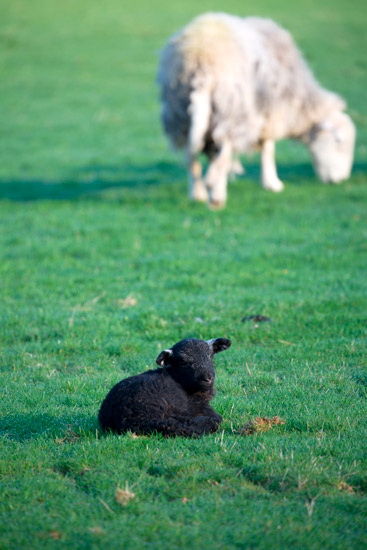 Outerside Field Lake district Sheep - Lakeland Photos - Art Prints Outerside Field Lake district Sheep
