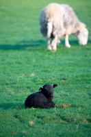 High Street, Portinscale, Blake Fell, Herdy Ewe, Catterlen, Herdy Art, Buck Pike, Herdwick Sheep Prints, Isle of Walney, Barrow, Grinsdale, Herdy Wall Art, Low Pike, Mixed-Media Herdy Art, Herdwick Sheep Art Studio, Brough, Herdwick, Herdwick Drawings, Egremont, Herdwick Sheep Oil Pastels, Boustead Hill, Herdy Sketch, Herdwick Artwork, Carlisle, High Crag, Barbon, Torver, Lingmell, Froswick, Herdwick Wall Art, Glassonby, Gosforth, Ullscarf,  Lake District, Cumbria.