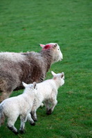 Great Strickland, Whinlatter, Herdwick Sheep Oil Painting, Selside Pike, Hoff, Herdwick Sheep Sketch, Garsdale, Outerside, Lakeland Herdy Artworks, Lorton (High and Low), Herdwick Sheep Oil Painting, Winton, Mixed-Media Herdy Art, Troutbeck (Penrith), Herdy Wall Art, Cold Pike, Herdwick, Wiggonby, Herdy Ewe, Vickerstown, Ireby, Herdwick, Herdwick Sheep, Ill Bell, Brigsteer, Lowther, Heron Pike, Blea Rigg, Grayrigg Forest, Wether Hill, Mungrisdale Common,  Lake District, Cumbria.