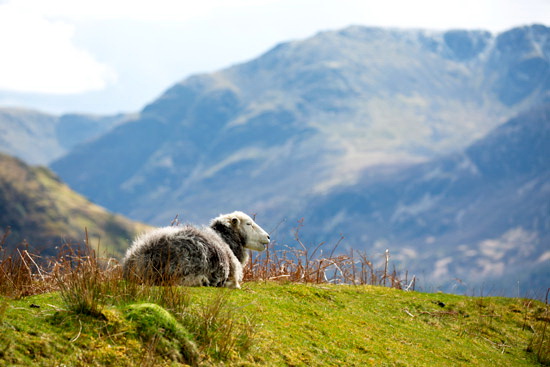Newbiggin (Brampton) Lake district Sheep