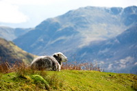Herdwick Sheep Oil Pastels, Robinson, Rockcliffe, Herdwick Sheep, Knott, The, Herdy Sheep Artist, Herdwick Sheep Acrylic Paintings, Allonby, The Nab, Newton Arlosh, Burnbank Fell, Slate Fell, Herdwick Sheep Sketch, Herdies, Raven Crag, Herdwick Drawings, Cumrew, Lakeland Herdy Artworks, Millbeck (Keswick), Herdwick Sheep Oil Painting, Seathwaite (Borrowdale), Silver How, Dalton-in-Furness, Loft Crag, Mixed-Media Herdy Art, Ireby, Herdwick Wall Art, Catterlen, Barf,  Lake District, Cumbria.
