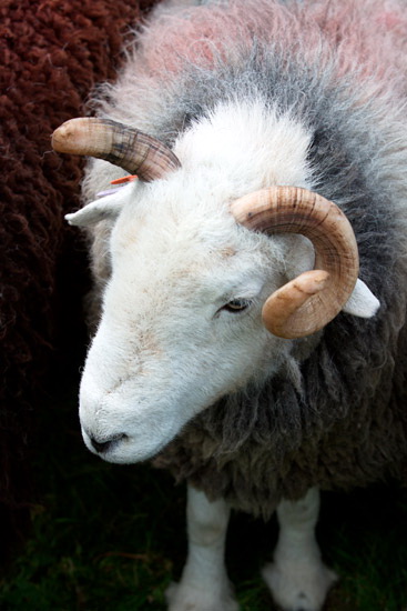 Embleton Valley Herdwick