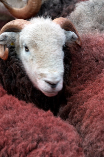 Ill Bell Farm Lake district Sheep