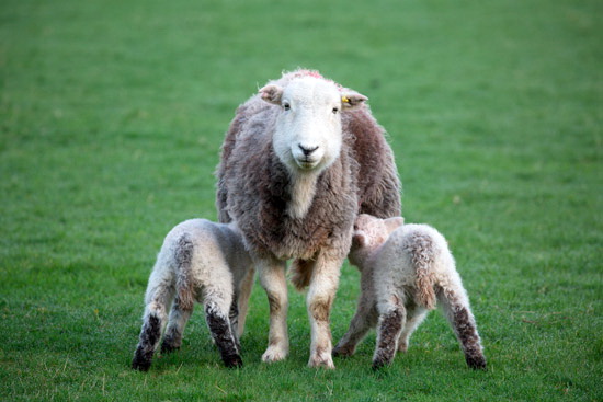 Pillar Field Herdwick Sheep - Lakeland Photos - Art Prints Pillar Field Herdwick Sheep