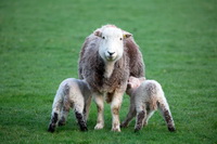 Bleaberry Fell, Herdwick Sheep Sketch, Herdwick Wall Art, Green Crag, Herdy Sketch, Mixed-Media Herdy Art, High Pike (Scandale), Herdies, Herdwick Sheep Oil Painting, Herdwick Artwork, Base Brown, Red Screes, Helton, Eaglesfield, Herdy, Great Rigg, Gray Crag, Finsthwaite, Lank Rigg, Brigham, Sheffield Pike, Parton, Herdwick Sheep Oil Pastels, Carlisle, Seathwaite (Duddon Valley), Dent, Waberthwaite, Buck Pike, Catterlen, Herdwick Sheep Art Studio,  Lake District, Cumbria.