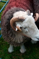 Tallentire, Ackenthwaite, Lakeland, Whiteside, Wythop Mill, Herdy Ewe, Herdy Sheep Artist, Rannerdale Knotts, Herdy Sketch, Eskdale Green, Grey Friar, Grey Crag, Herdy Wall Art, Fellbarrow, Herdy, Isel, Roa Island, Herdwick Sheep, Seat Sandal, High Rigg, Monkhill, Sale Fell, Herdwick Drawings, Herdwick Sheep Sketch, Seathwaite Fell, Ravenglass, Great Rigg, Herdwick Artwork, Endmoor,  Lake District, Cumbria.