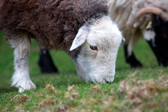 Sandwith Lake district Sheep