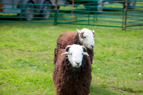 Coniston Old Man Field Herdwick Sheep