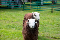 Yewbarrow, Herdy Ewe, Great Strickland, Souther Fell, Isle of Walney, Great Rigg, Herdy Wall Art, Herdy Sheep Artist, Swinside, Stanah, High Raise, Walla Crag, Herdwick Sheep Acrylic Paintings, Herdy Sketch, Herdies, Herdwick Sheep, Pillar, Gilcrux, Herdwick Artwork, Middleton, Saint Sunday Crag, Sail, High Seat, Herdwick Sheep Sketch, Hallin Fell, Lindale, Herdy, Newby Bridge, Houghton, Sallows,  Lake District, Cumbria.